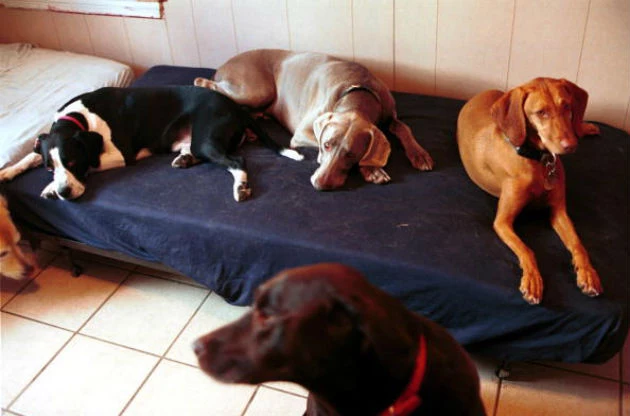 dogs