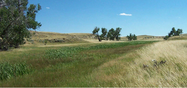 U.S. Forest Service