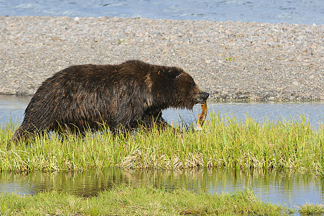 A grizzly bear with a cutthroat trout walks beside Yellowstone Lake.  National Park Service-Dylan Schneider