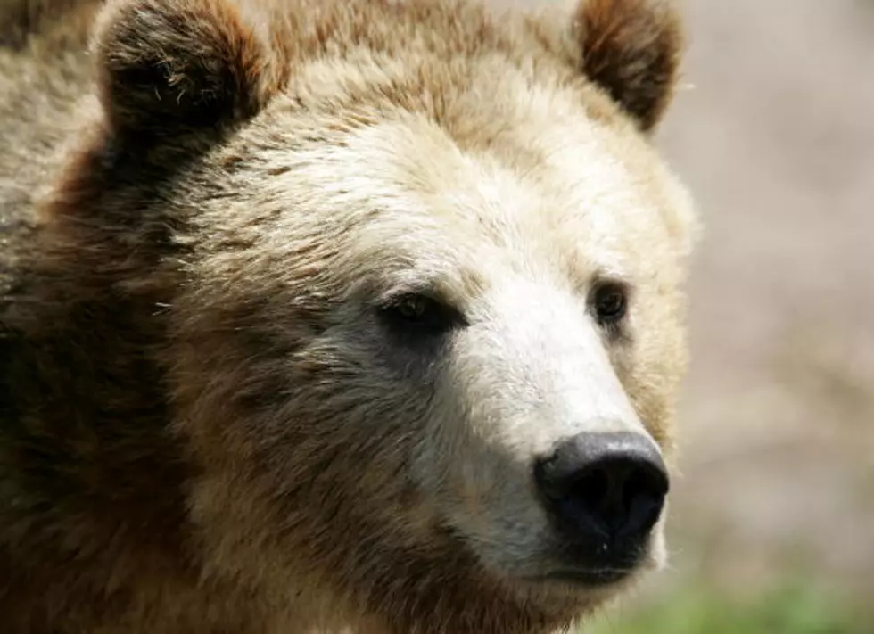 Experts Want Yellowstone Grizzly Numbers Maintained