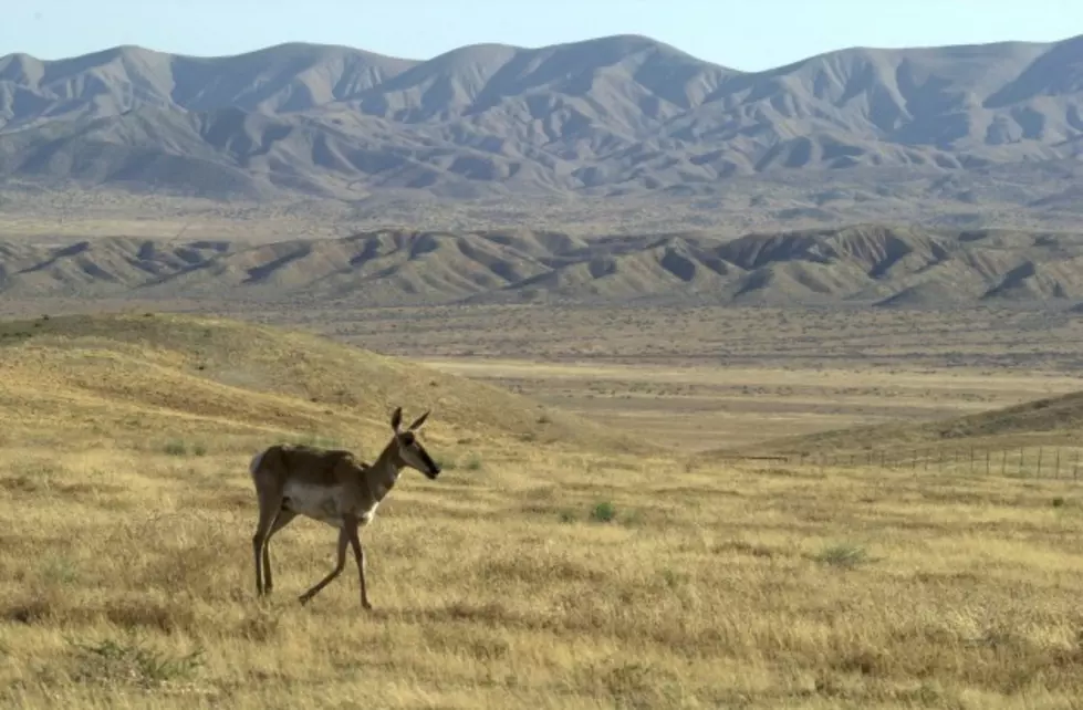 Gov. Gordon Drafts Wildlife Migration Corridor Order