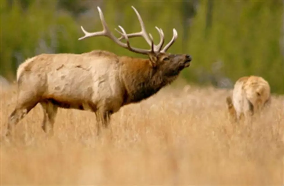 Second Chance for Hunting Licenses