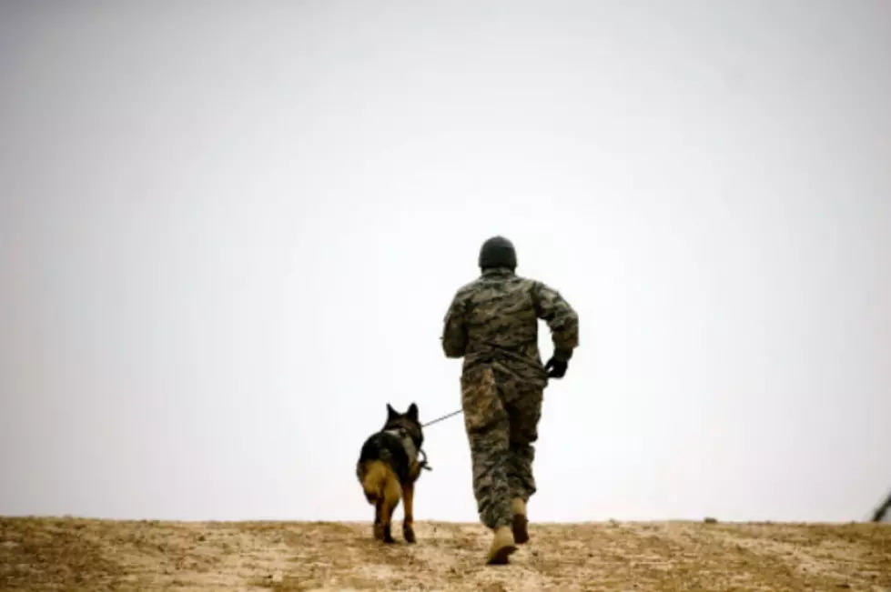 Army Dog Killed in Powell – Owner Wants Military Funeral