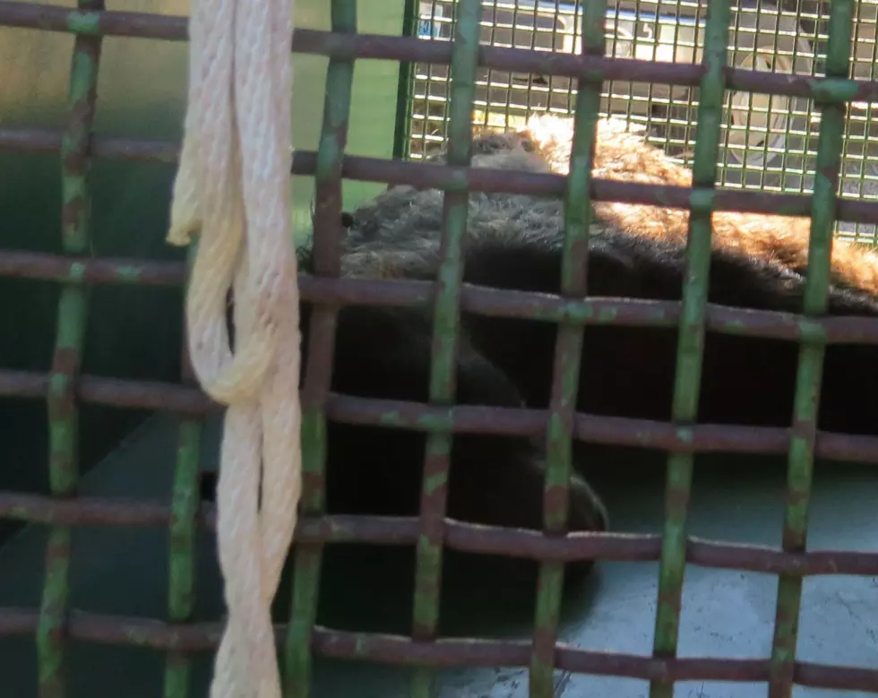 Black Bear Captured Near CY Avenue; Game and Fish Department Will Relocate It