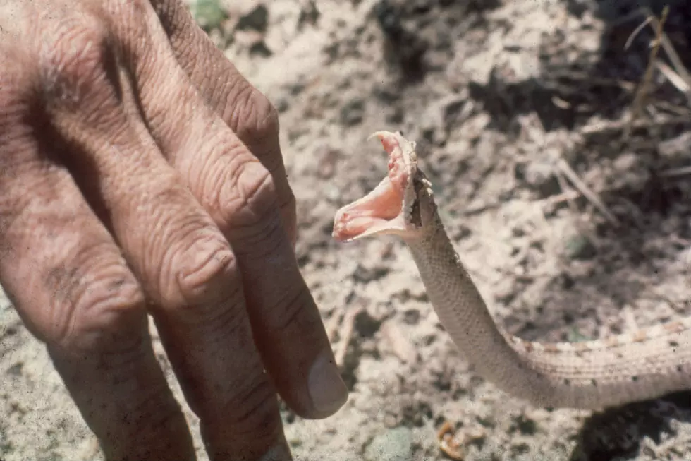 Tips on Rattlesnake Safety From the Natrona County Sheriff’s Office