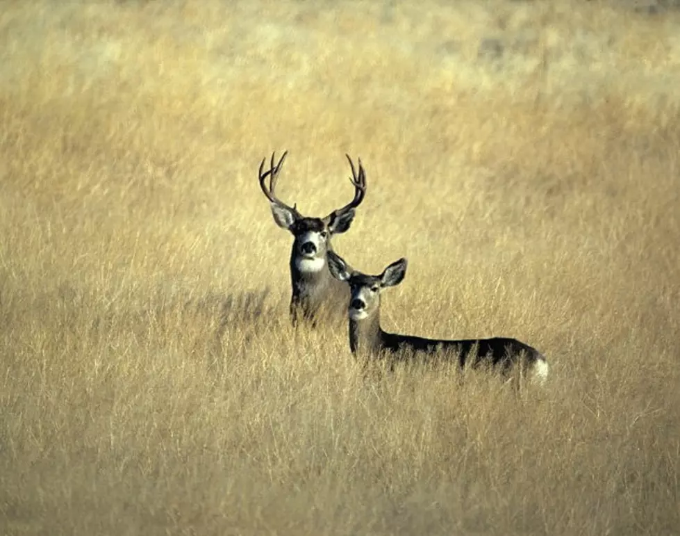 Natrona Man Guilty Of Poaching, Selling Game Meat As Beef Jerky