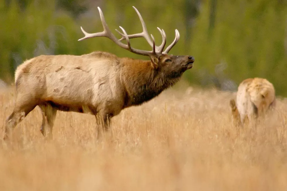 Jackson-area Elk Already Are Moving North