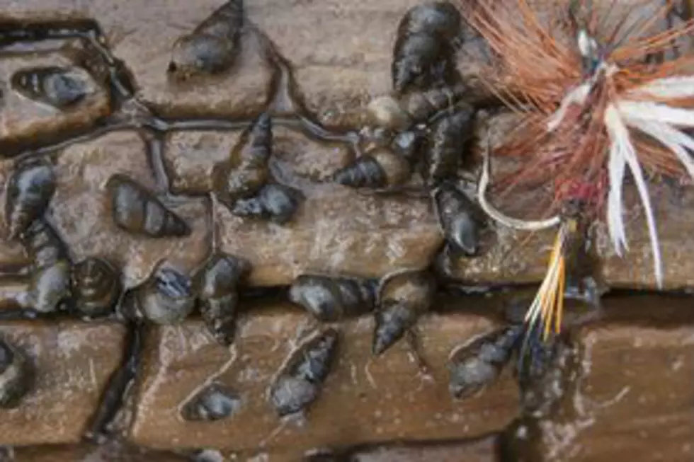 Invasive New Zealand Mudsnails Found Near Casper