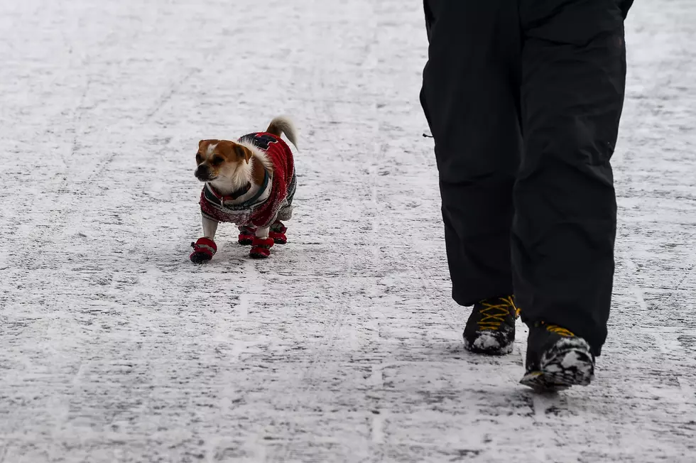 Evansville Animal Control Shares Tips To Keep Your Pets Safe & Warm This Winter