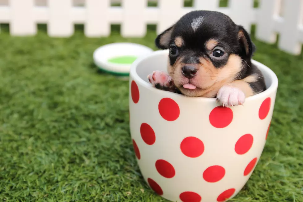 Backwards Distilling Company Hosting Fundraiser For Casper Humane Society