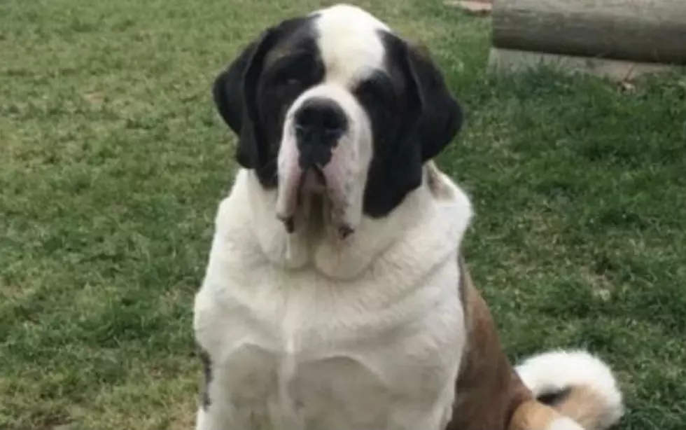 Wyoming Supreme Court Hears Arguments About Damages From Dogs Killed by Traps