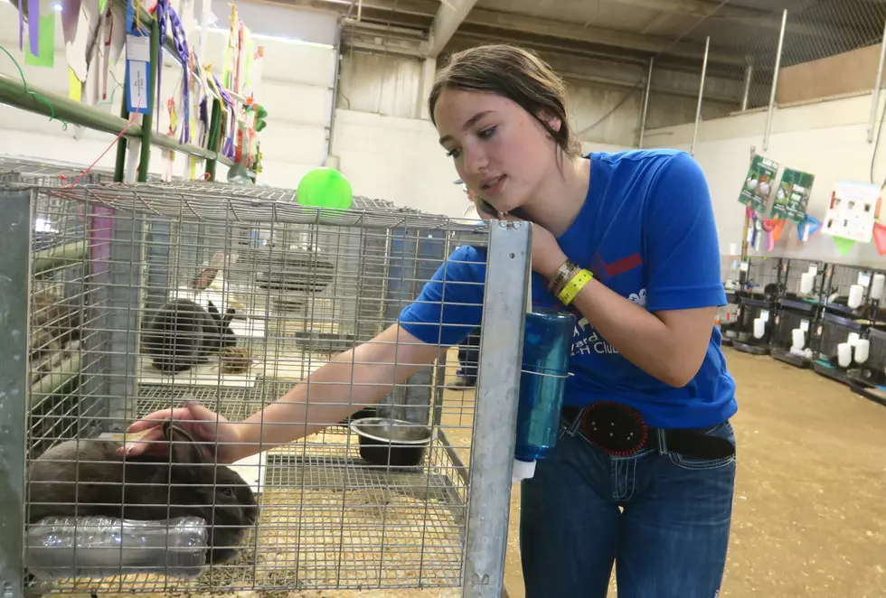 Alpacas and Sheep and Rabbits, Oh My, at the Central Wyoming Fair and Rodeo (Gallery)