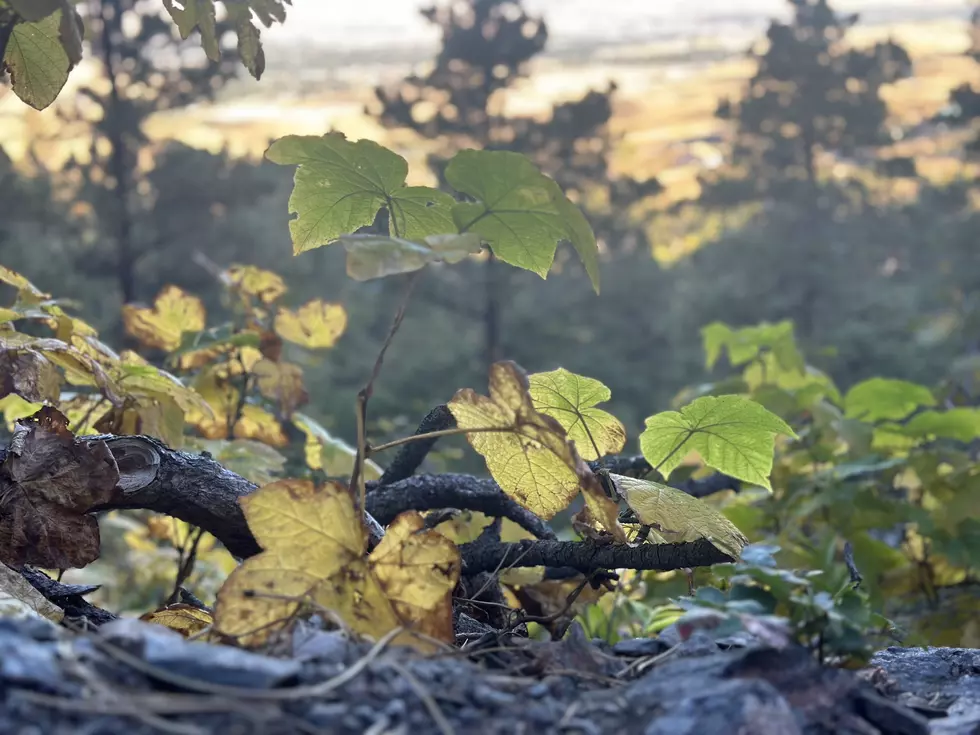 PHOTOS: Changing Colors at Rotary Park