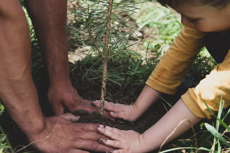Casper Celebrates Arbor Day with New Trees