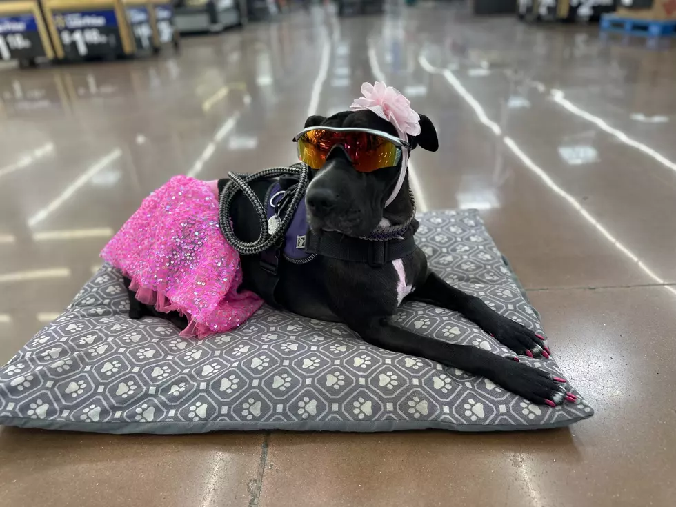 PODCAST: Mia the Walmart Dog and Her Human, Billy