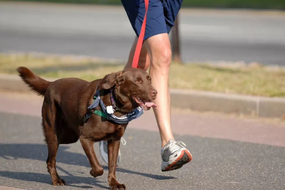 Sixth Annual Dog Trek in Casper Coming Soon