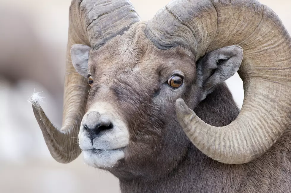 Wyoming’s Big Game License Coalition Invests $1.5 M for 73 Conservation Projects