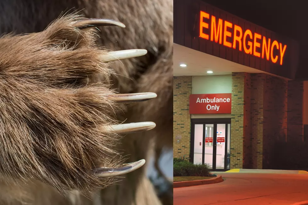 Hiker Survives Shocking Bear Attack in Yellowstone National Park