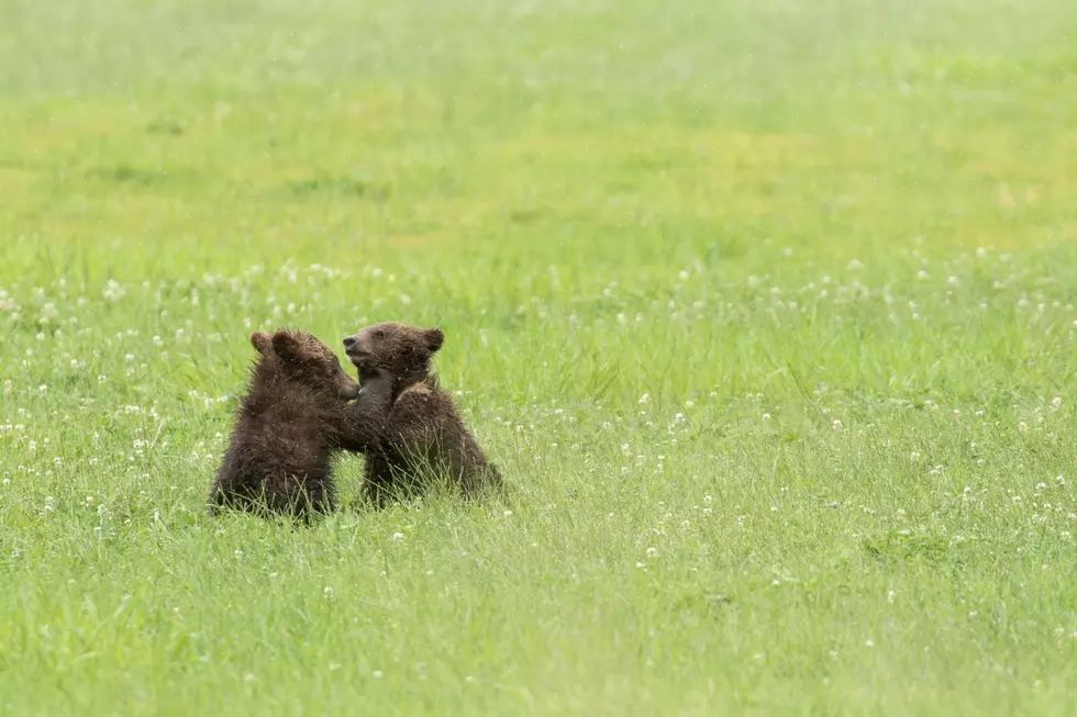 Translocated Grizzly Bear Spotted With Cubs In Greater Yellowstone Ecosystem