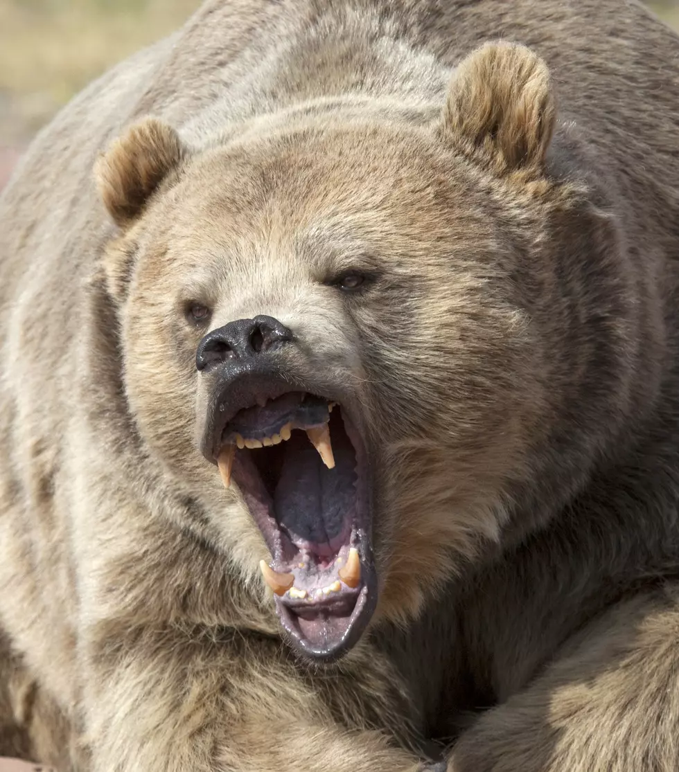 Wyoming Game & Fish Relocates Adult Grizzly Bear Captured Near Cody