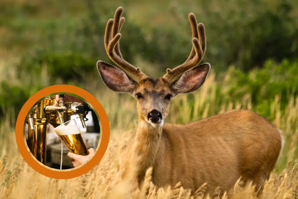 Mule Deer Foundation Launching New Beer With Wyoming Brewer