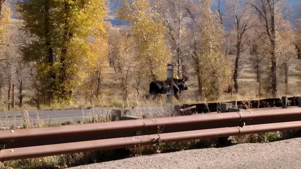 VIDEO:  Man Bear Sprays Moose Near Grand Teton Mountains