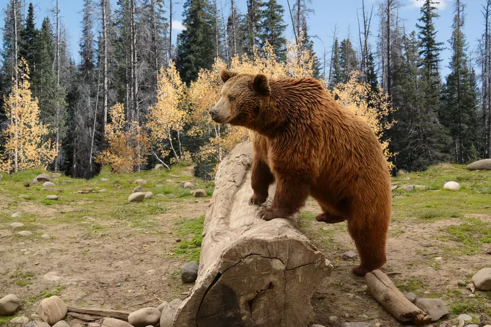 Wyoming Black Bear Hunter Accused of Killing Protected Grizzly Near Highway Into Yellowstone