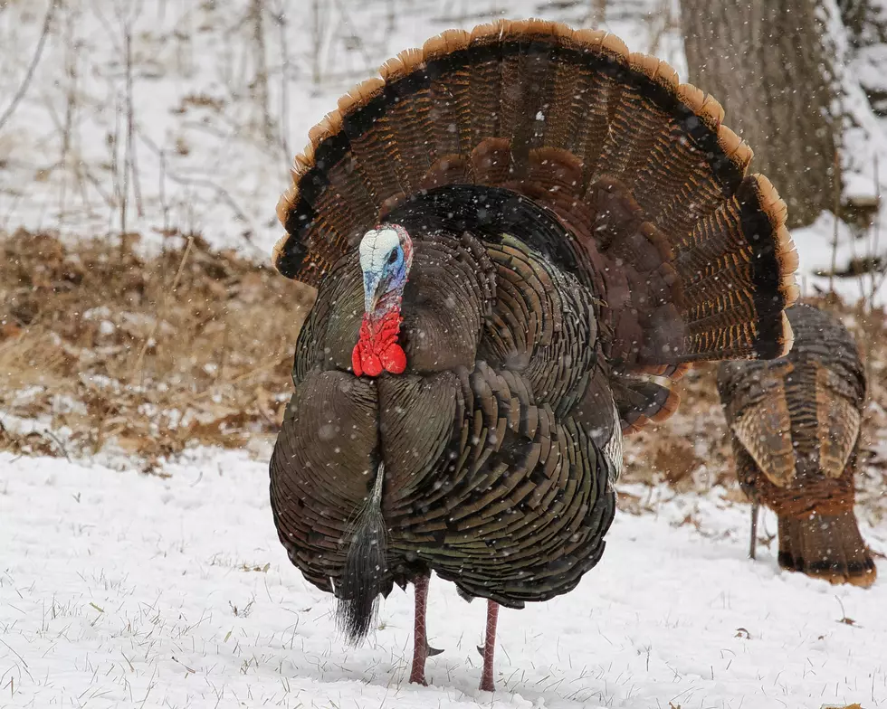 Wyoming’s Turkey History