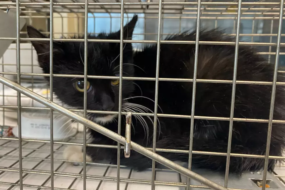 Cat Rescued After Getting Stuck for Days in Cheyenne Storm Drain